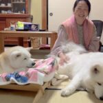 しばわんこ生活を愛してくださる視聴者さんへ、伝えたい今の気持ち。