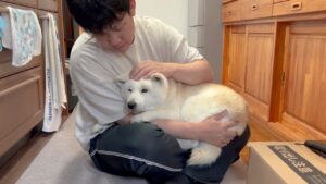 病院フルコース治療、頑張りぬいた柴犬。