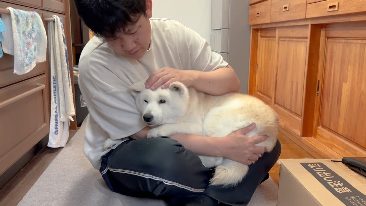 病院フルコース治療、頑張りぬいた柴犬。