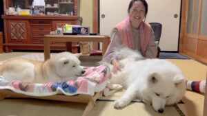 しばわんこ生活を愛してくださる視聴者さんへ、伝えたい今の気持ち。