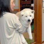 赤ちゃんのようにグズる可愛い柴犬を抱っこでなだめる母