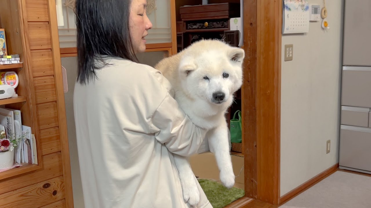 赤ちゃんのようにグズる可愛い柴犬を抱っこでなだめる母