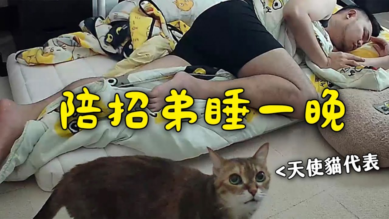 【黃阿瑪的後宮生活】陪招弟睡一晚!是不吵不鬧的天使貓!