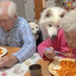 生活に可愛さと笑顔を彩ってくれる愛おしき柴犬とサモエド
