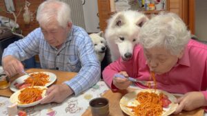 生活に可愛さと笑顔を彩ってくれる愛おしき柴犬とサモエド