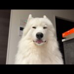 嫁ちゃんが実家に帰ってしまいました。