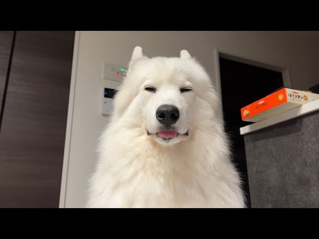 嫁ちゃんが実家に帰ってしまいました。