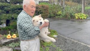 何でもない人生に輝きをくれた柴犬、１６年間本当にありがとう。